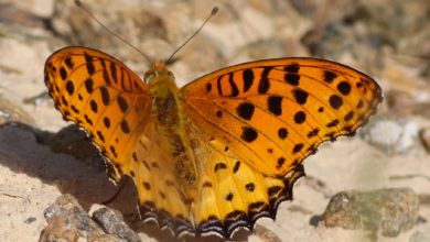 Photo of Himalayan butterfly found in Fujairah