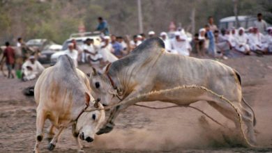 Photo of Bull- butting: A Fujairah experience not to be missed