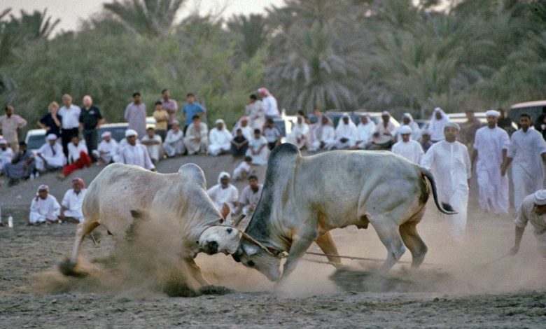 Photo of In Fujairah, bulls fight for honour, not money or blood