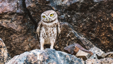 Photo of Little Owl