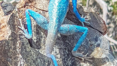 Photo of Fujairah Fauna: Sinai Agama