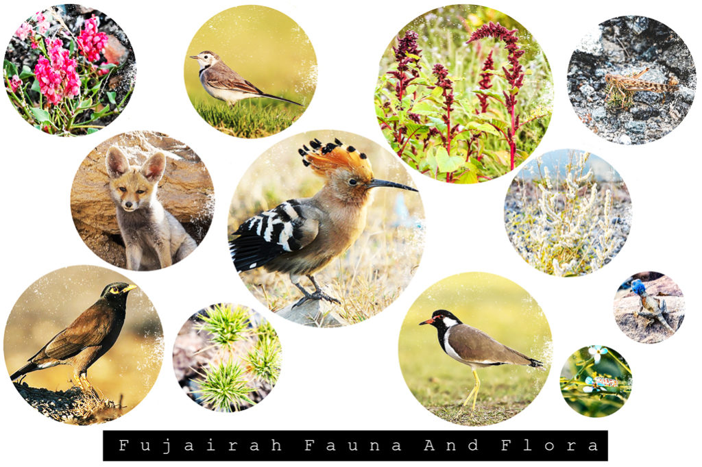 Fujairah's Fauna and Flora