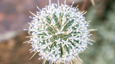 Photo of Flujairah Flora: Great globe-thistle