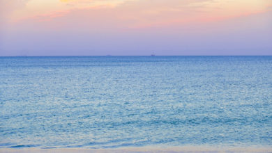 Photo of Shark Awareness Day