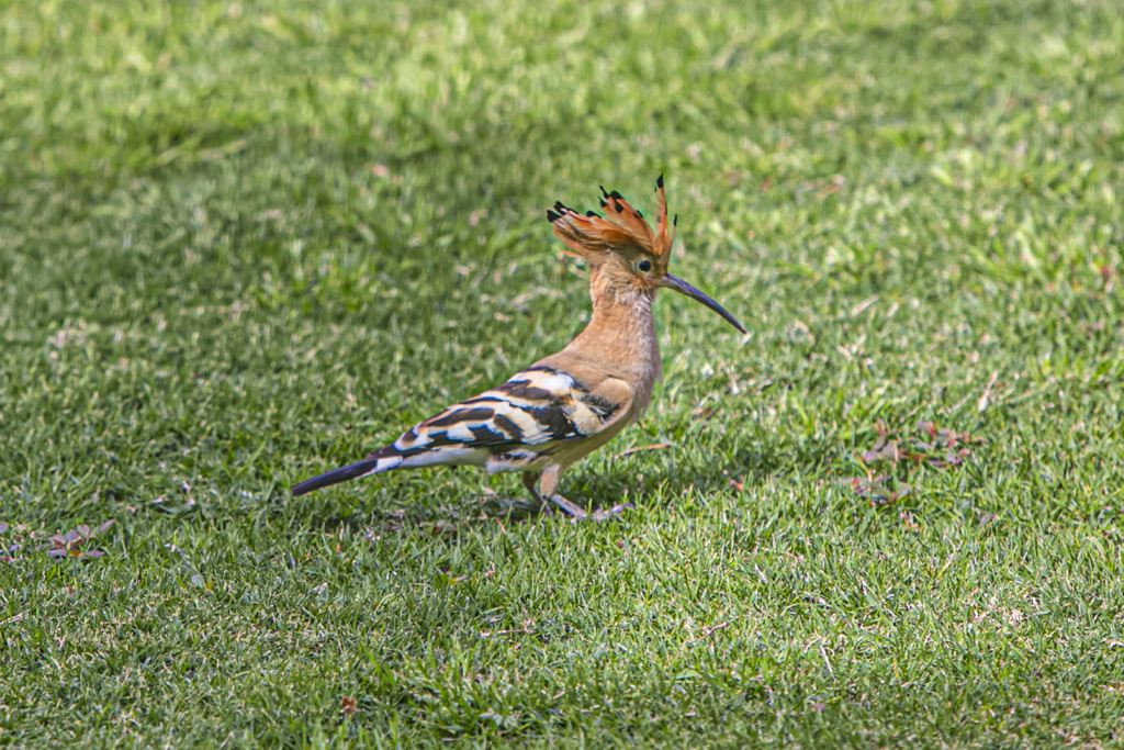 Hoopoes (/ˈhuːpuː/) are colourful birds found across Africa, Asia, and Europe, notable for their distinctive "crown" of feathers. Three living and one extinct species are recognised, though for many years all were lumped as a single species—Upupa epops.