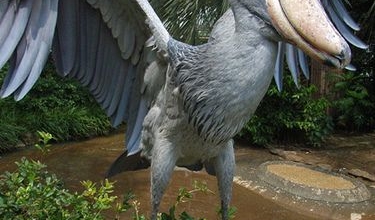 Photo of The Shoebill a captivating and imposing avian