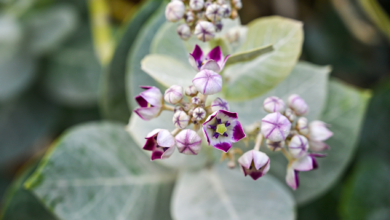 Photo of Fujairah Flora: Calotropis procera or Sodom’s apple