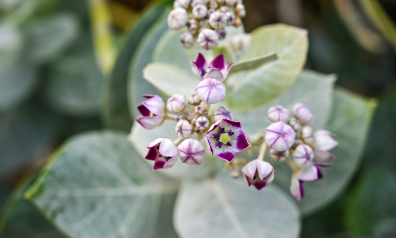 Calotropis procera, or Sodom's apple, had both flowers and seed pods. The flowers are miracles of geometry. When still in bud, they are pentagonal box of white velvet tinged with purple.