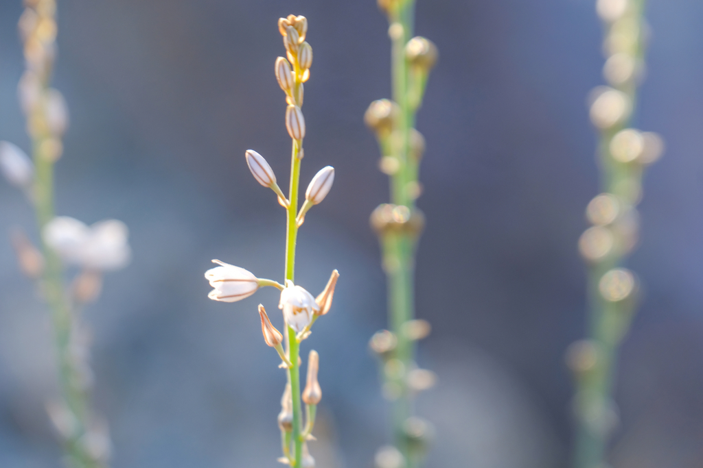 Asphodelus tenuifolius is a common weed of fields, particularly of wheat and chickpea fields. It grows in Egypt and in the Sinai peninsula.