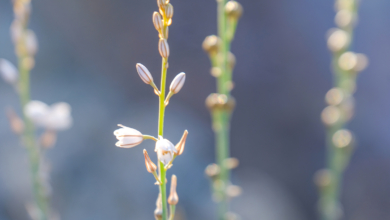 Photo of Kawther (Asphodelus tenuifolius) in addition to its beauty, crushed plants were used to treat ulcer.