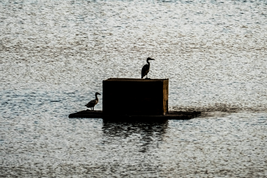 A heron and a duck sharing the same spot.Photo taken at the Fujairah Adventure Park. Photo of the day. Photos taken in Fujairah.