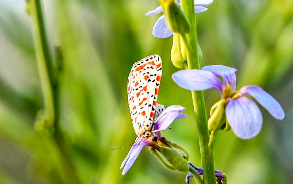 Utetheisa Pulchella