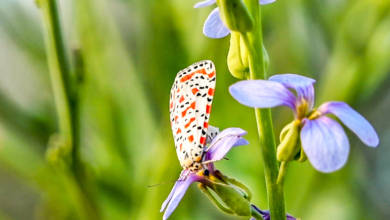 Photo of Fujairah Flora and Fauna: Utetheisa Pulchella (Moth)
