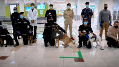 Photo of UAE police dogs detect Covid-19 at Dubai airport