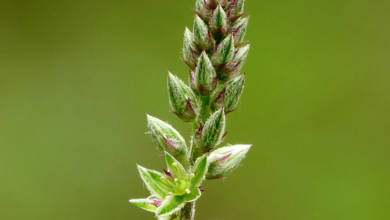 Photo of The living desert: Achyranthes aspera