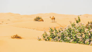 Photo of World Day to Combat Desertification and Drought, 17 June 2022