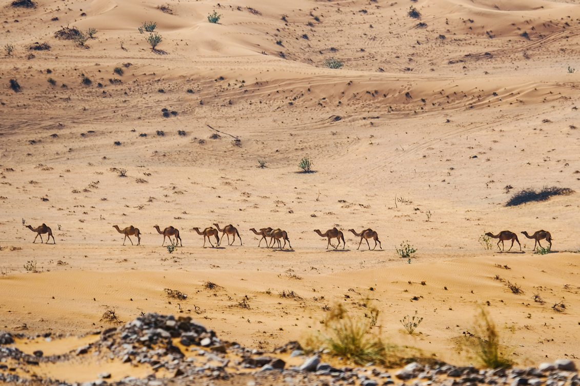 Camel: Ships of the Desert - Fujairah Observer