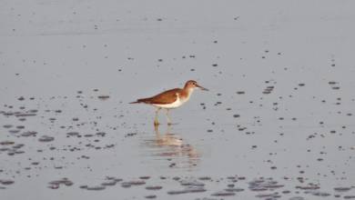 Photo of Fujairah Flora and Fauna: The Common Sandpiper