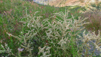 Photo of Fujairah’s Flora and Fauna: Aerva javanica