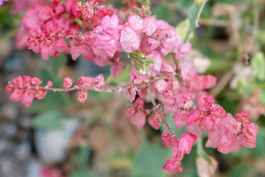 Sorrel (Rumex vesicarius) appears after the rains. Its leaves are eaten to strengthen the digestive system and liver. Its flowers are vibrant in colors and its texture is very thin. Fujairah's Flora and Fauna. Fujairah Observer.