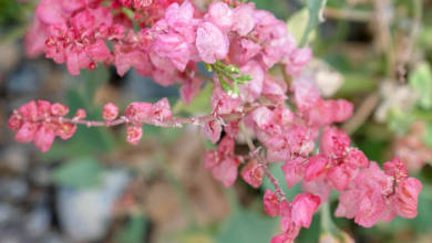 Photo of Fujairah Flora: Rumex Vesicarius