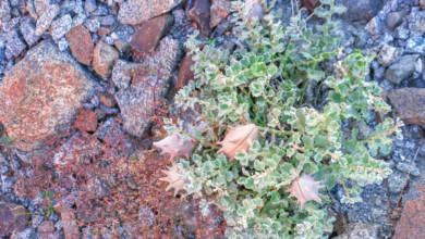 Photo of Fujairah Flora: Glossonema Varians