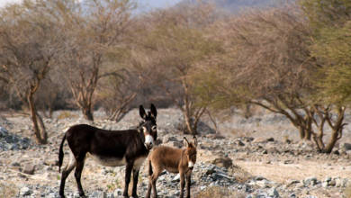 Photo of Fujairah Fauna: Feral Donkeys