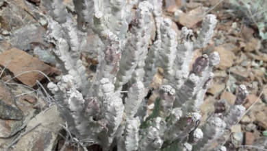 Photo of Fujairah Flora: Desmidorchis flava