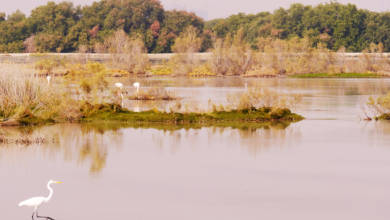 Photo of World Wetlands Day, Tue Feb 2nd, 2021