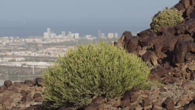 Photo of Fujairah Flora: Euphorbia Larica