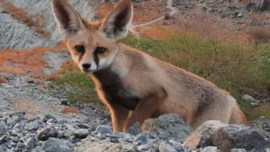 Photo of Fujairah Fauna: Blanford’s fox