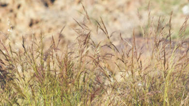 Photo of Fujairah Flora: Aristida adscensionis