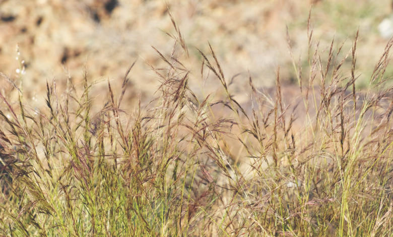 Aristida adscensionis is a species of grass known by the common name sixweeks threeawn. It is native to the Americas but it is distributed nearly worldwide. It grows easily in disturbed and waste areas and has potential to become a weed.Fujairah Observer.Fujairah Flora.Fujairah Plants.Fujairah Plants species.