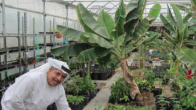 Photo of Discovering Wadi Dafta Plantation