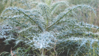 Photo of Fujairah Flora: Echinops