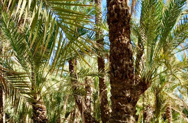 Masafi's Garden in Fujairah