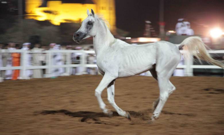 Arabian Horses First show to be held in Fujairah 2011