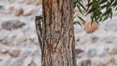 Photo of Fujairah Fauna: Indian palm squirrel