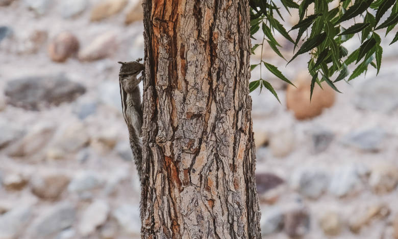 Fujairah Fauna Palm Squirrel