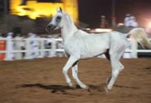 Photo of Fujairah Arabian Horse Beauty Championships