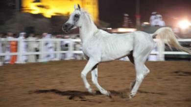 Photo of Fujairah Arabian Horse Beauty Championships