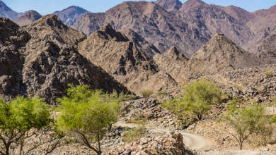 Photo of Fujairah Flora: The Sidr tree