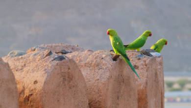 Photo of Fujairah Fauna: Rose-ringed parakeet