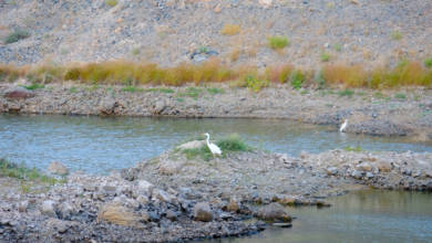 Photo of Fujairah Fauna: The Great Egret