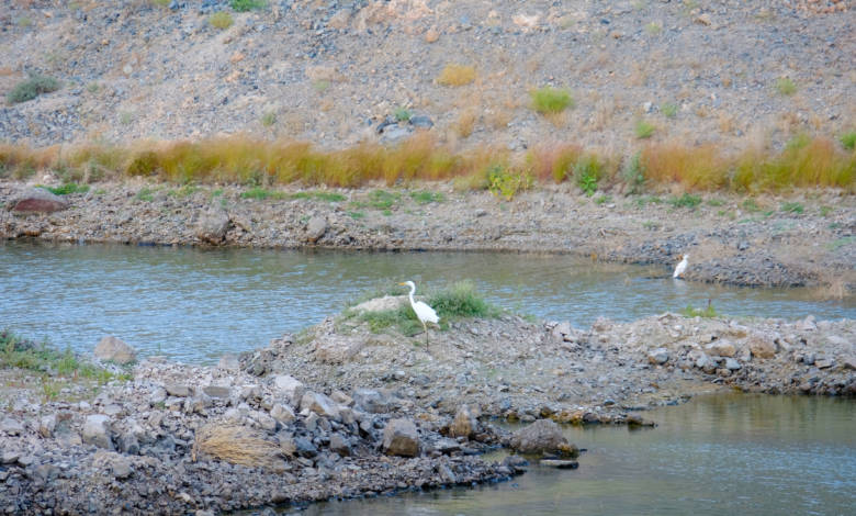 The great egret (Ardea alba), also known as the common egret, large egret, or great white egret or great white heron is a large, widely distributed egret.