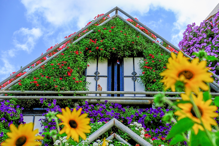 Dubai Miracle Garden