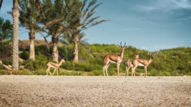 Photo of Take a walk on the wild side, Saadiyat Island