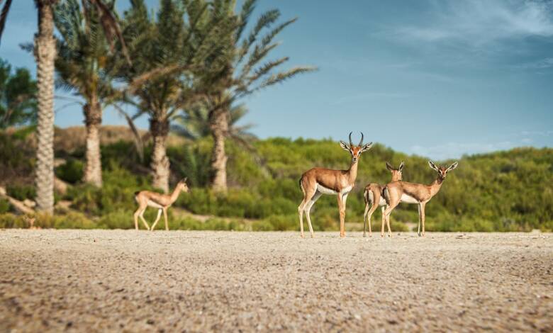 Gazelles