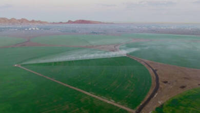 Photo of Sharjah wheat farm expansion announced