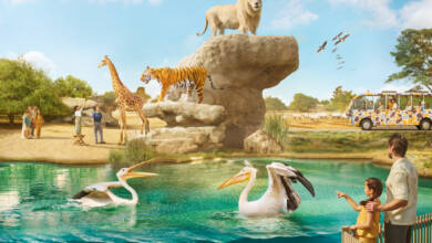 Photo of Dubai Safari Park announces last chance to visit the park during its 7th season with limited-time offers